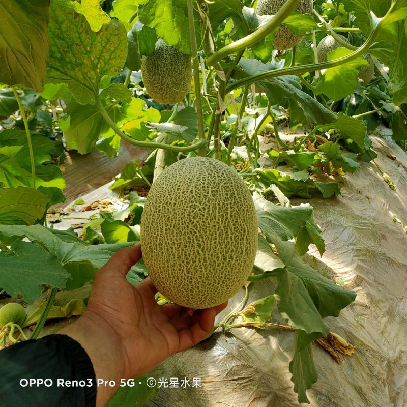 新疆西洲密哈密瓜，无核白葡萄，葡萄干