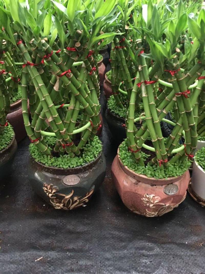 富贵竹（富贵塔）成品陶瓷小盆景广东产地直供应