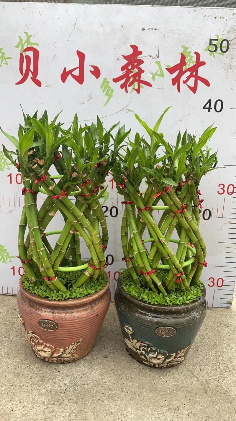 富贵竹（富贵塔）成品陶瓷小盆景广东产地直供应