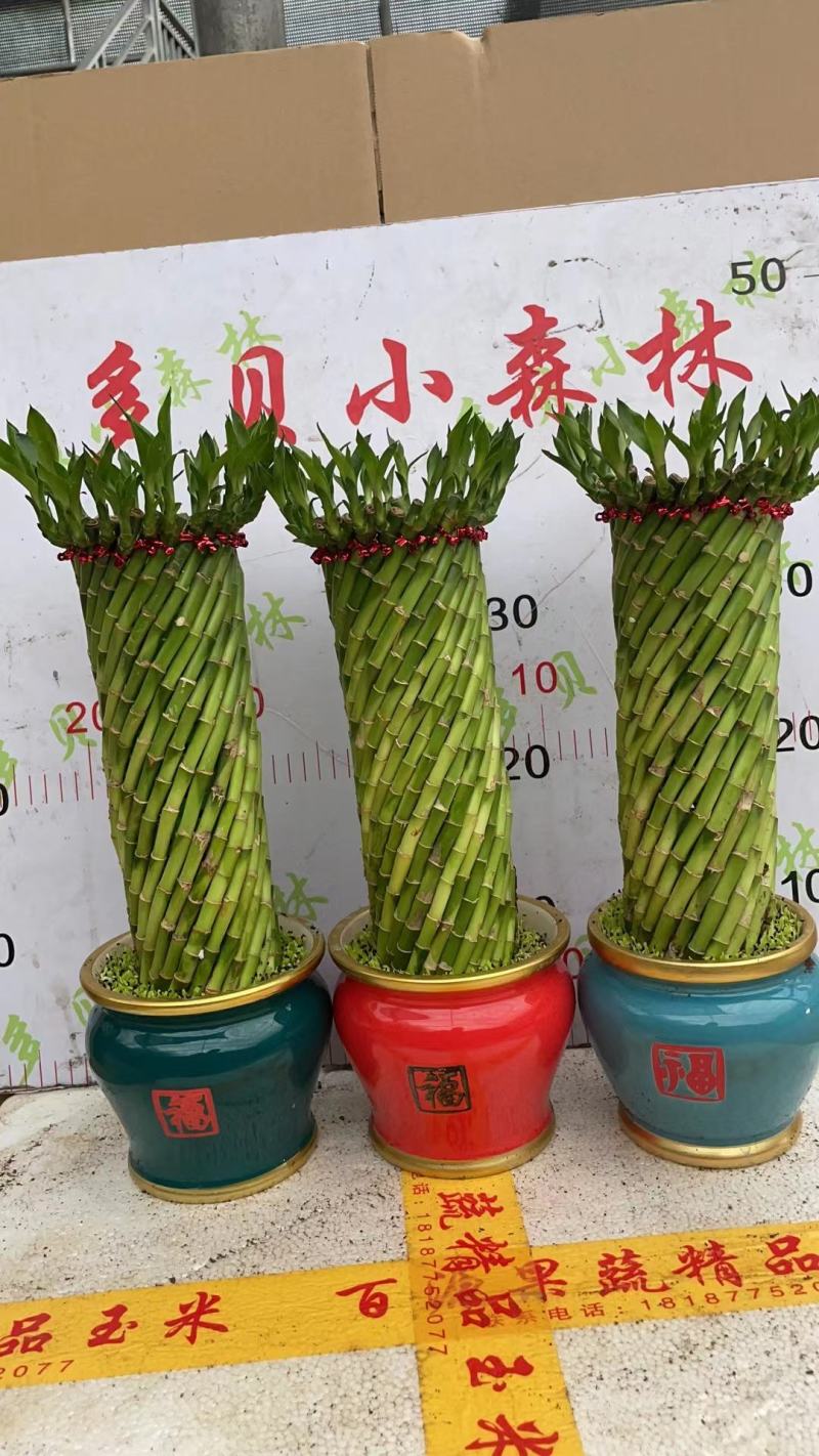 富贵竹（富贵塔）成品陶瓷小盆景广东产地直供应