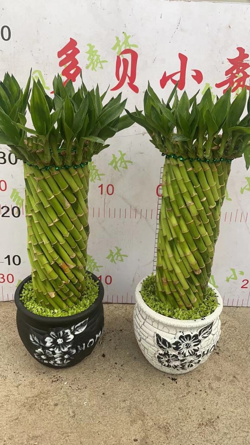 富贵竹（富贵塔）成品陶瓷小盆景广东产地直供应