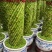 富贵竹（富贵塔）成品陶瓷小盆景广东产地直供应