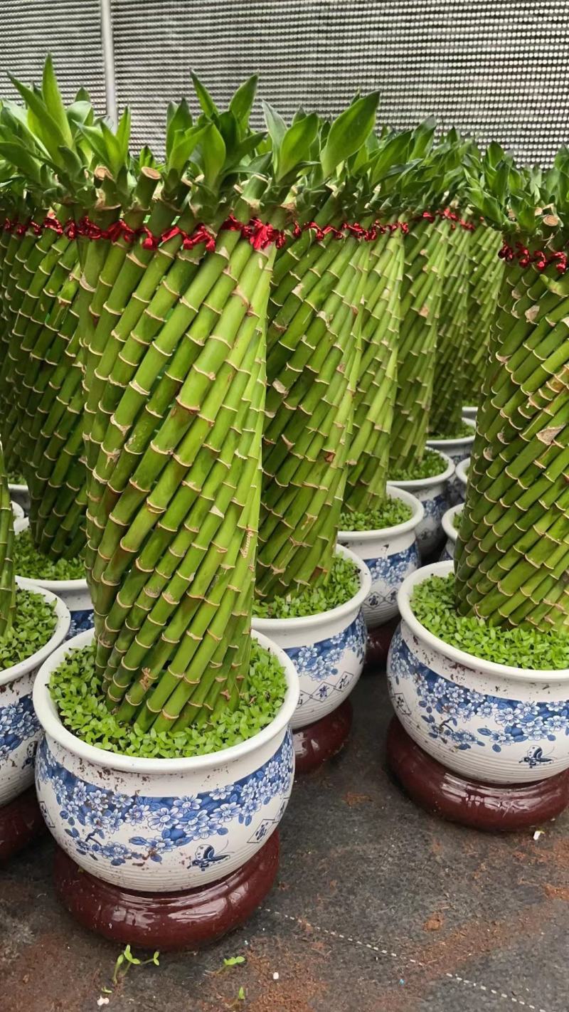 富贵竹（富贵塔）成品陶瓷小盆景广东产地直供应