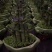 富贵竹（富贵塔）成品陶瓷小盆景广东产地直供应