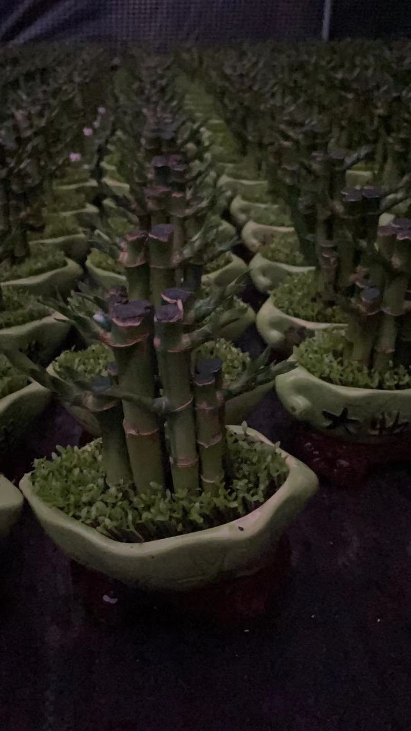 富贵竹（富贵塔）成品陶瓷小盆景广东产地直供应