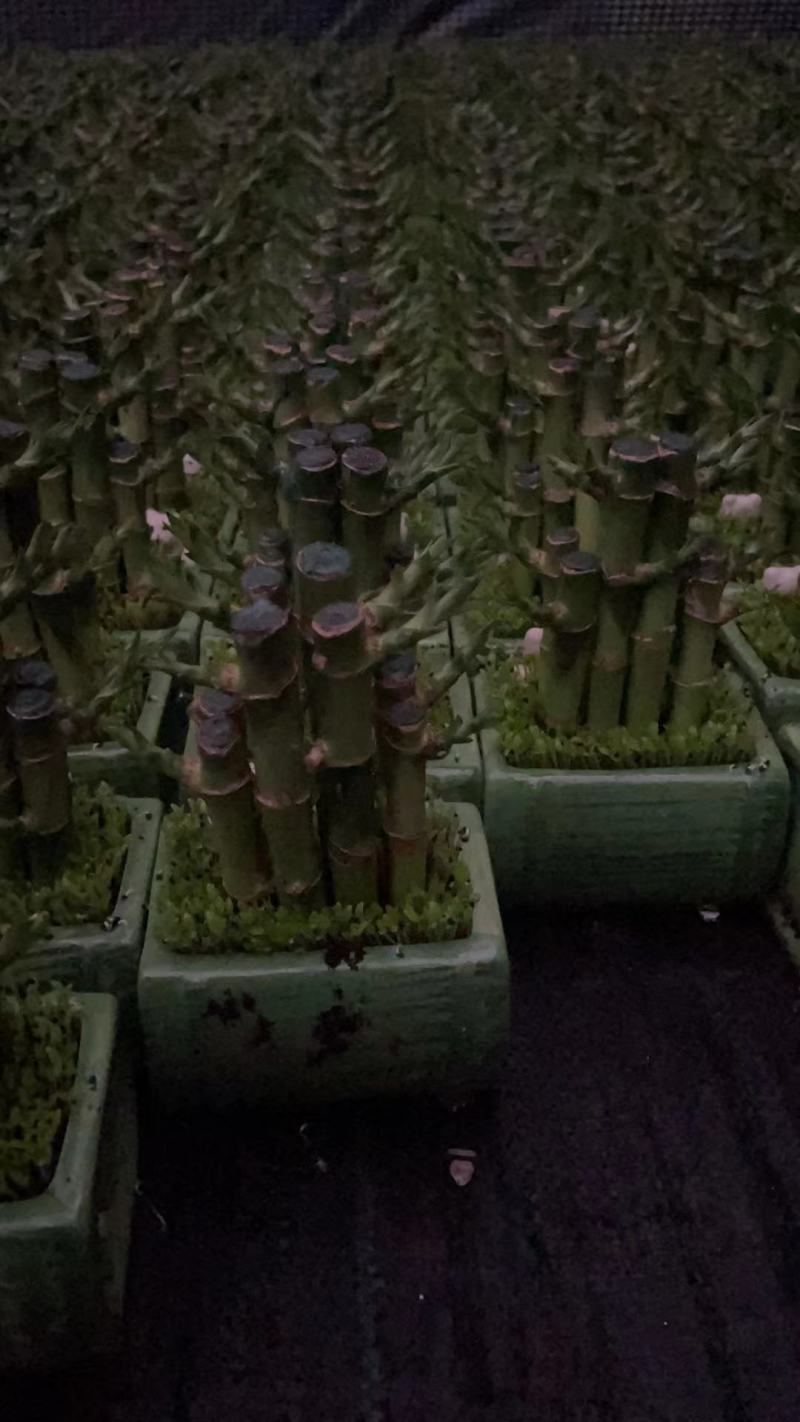 富贵竹（富贵塔）成品陶瓷小盆景广东产地直供应