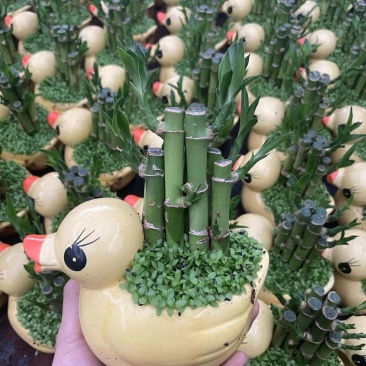 富贵竹（富贵塔）成品陶瓷小盆景广东产地直供应