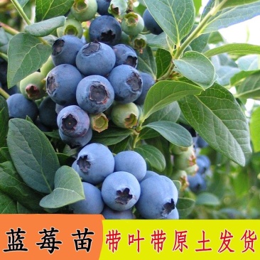 薄雾蓝莓苗优瑞卡奥尼尔绿宝石L25带花苞原土发货
