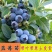 薄雾蓝莓苗优瑞卡奥尼尔绿宝石L25带花苞原土发货