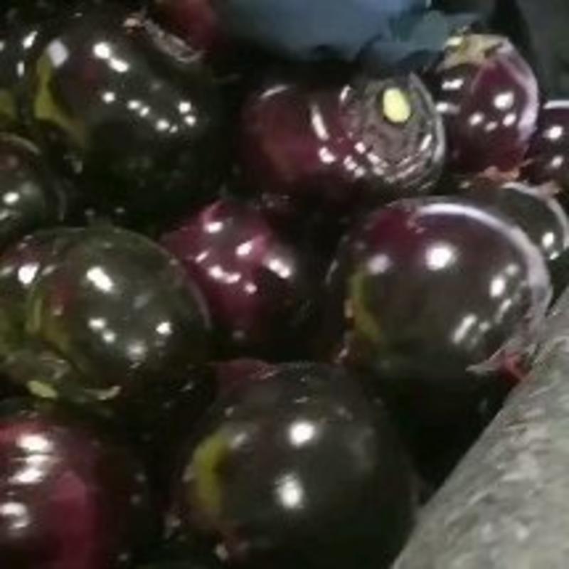 山东莘县紫光圆茄已上市，基地直发，电商供货。