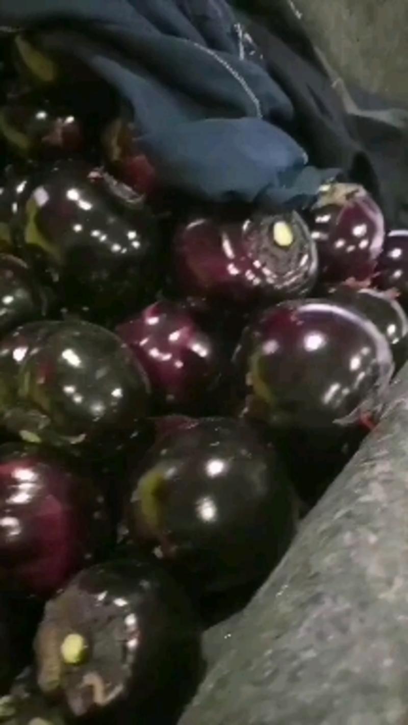 山东莘县紫光圆茄已上市，基地直发，电商供货。
