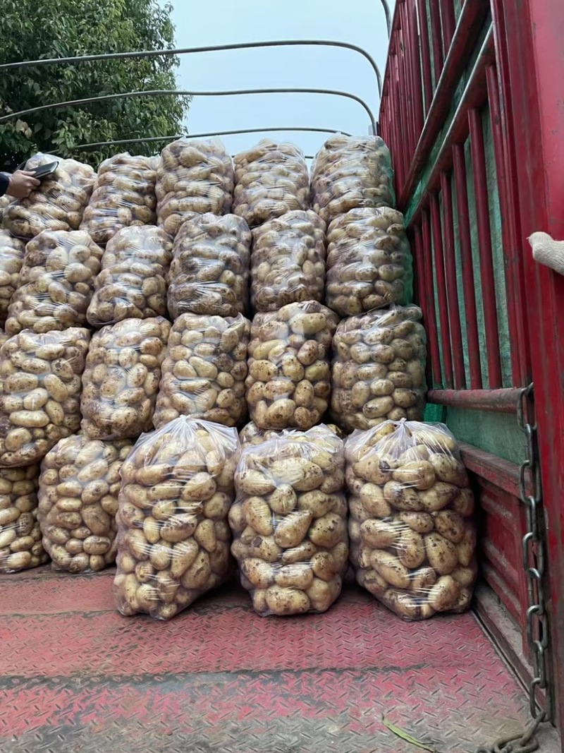 荷兰15-8黄心黄皮黄肉，红沙土基地直供2两通天
