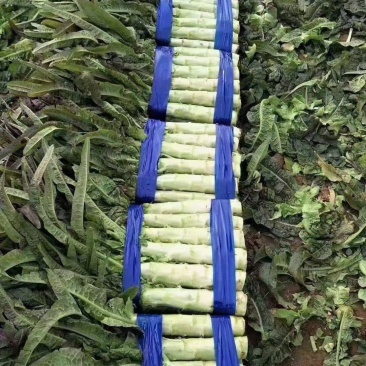 精品红叶莴笋，三青一点红，一手货源，保质保量发往全国各地
