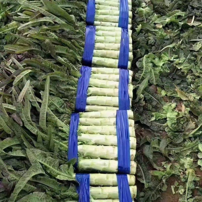 精品红叶莴笋，三青一点红，一手货源，保质保量发往全国各地