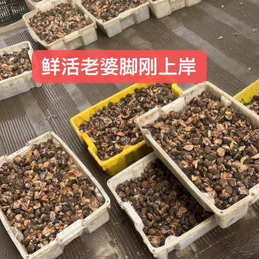 产地鲜活鲍鱼螺，也叫老婆脚5斤/50斤一件，码直供