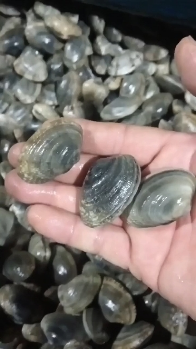 辽宁东港三禾水产，精品花蛤