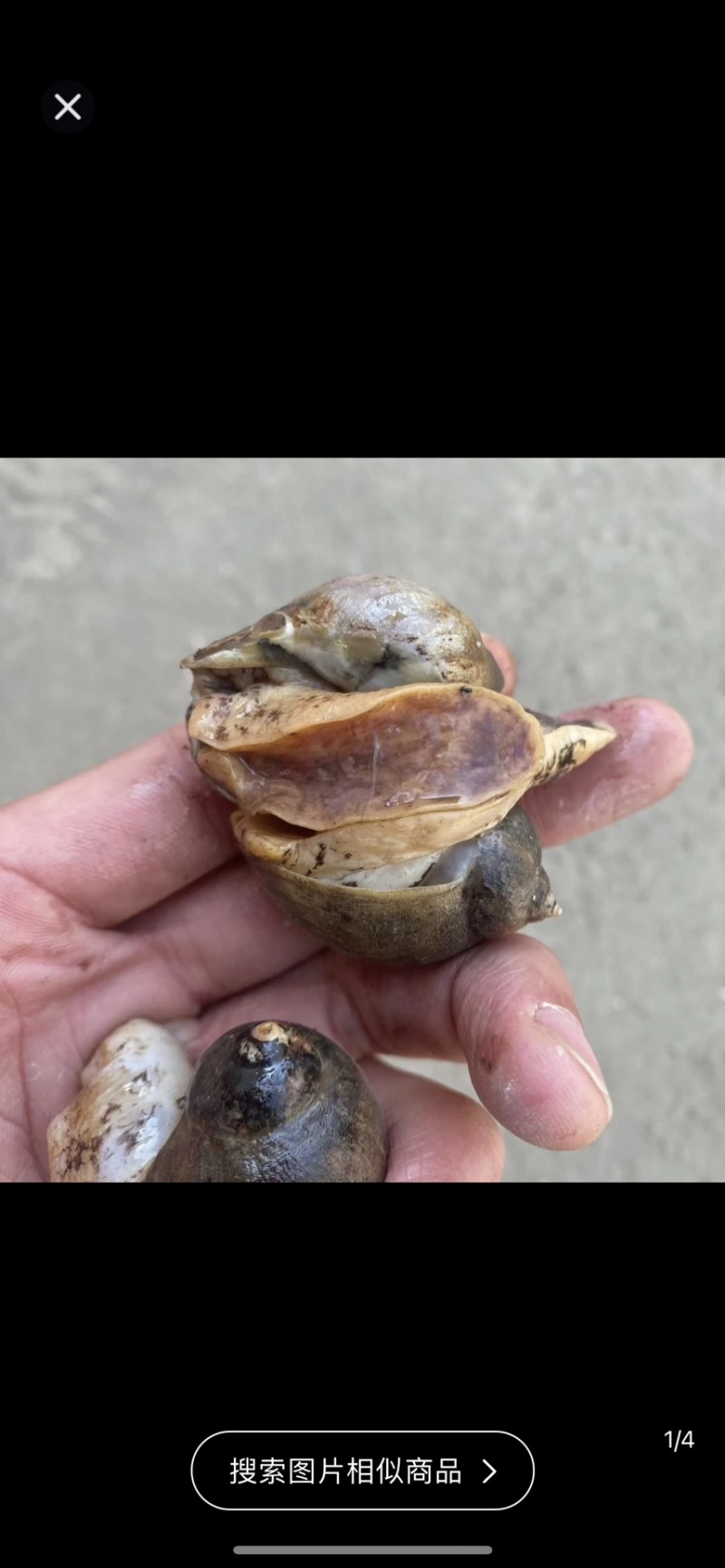 产地鲜活鲍鱼螺，也叫老婆脚5斤/50斤一件，码直供