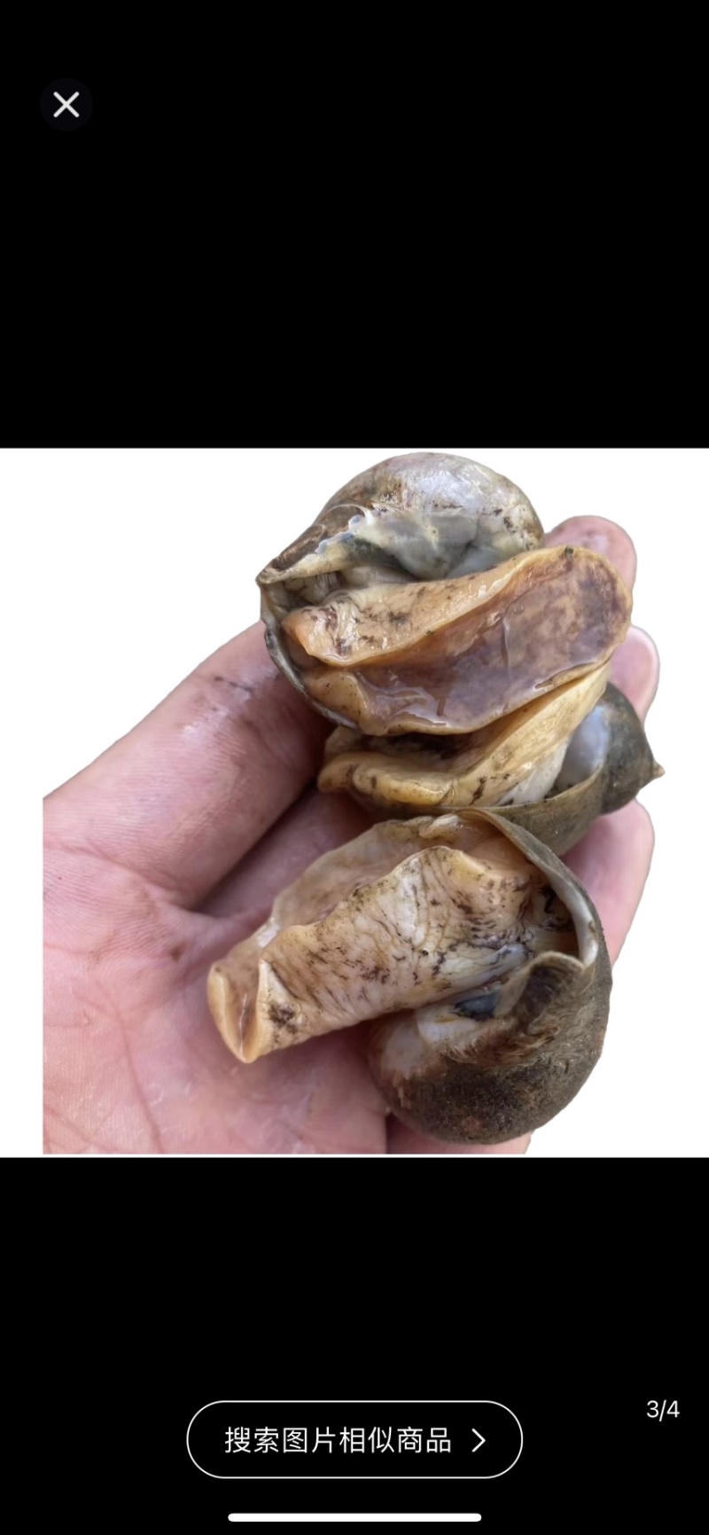 产地鲜活鲍鱼螺，也叫老婆脚5斤/50斤一件，码直供