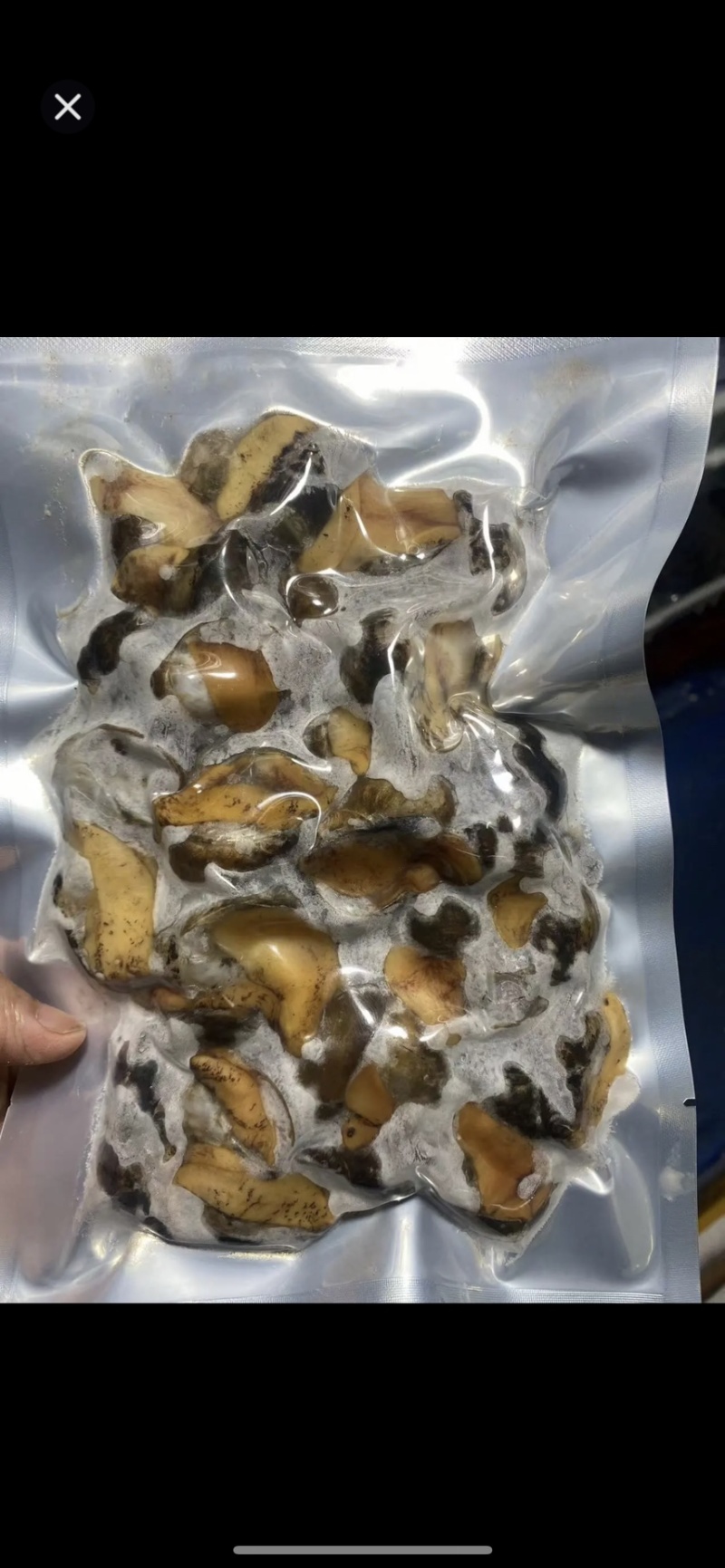 产地鲜活鲍鱼螺，也叫老婆脚5斤/50斤一件，码直供