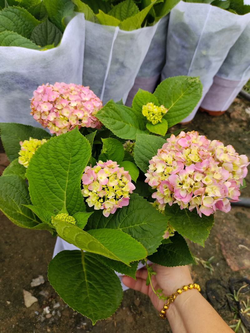 绣球花（无尽夏）红宝石蓝宝石各式各样绣球花广东产地供应绿