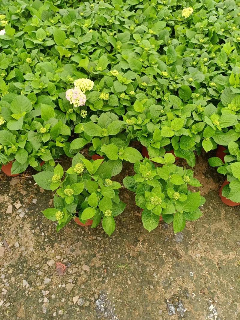 绣球花（无尽夏）红宝石蓝宝石各式各样绣球花广东产地供应绿