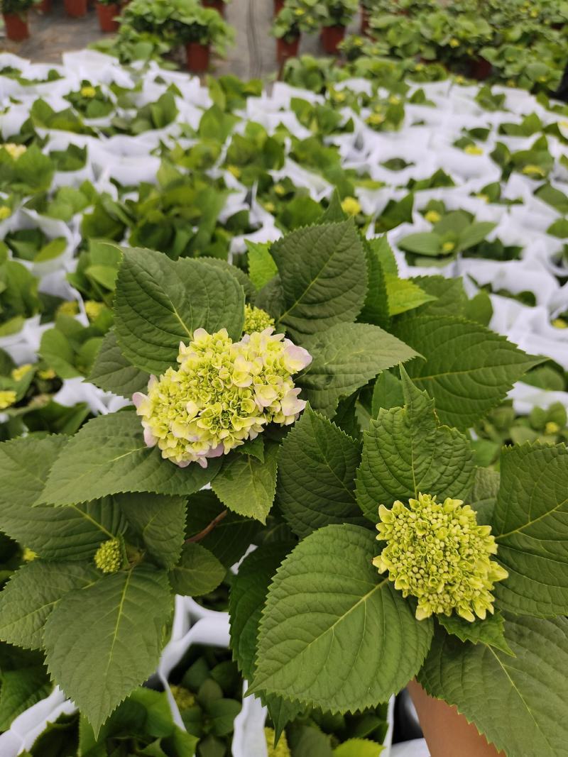 绣球花（无尽夏）红宝石蓝宝石各式各样绣球花广东产地供应绿