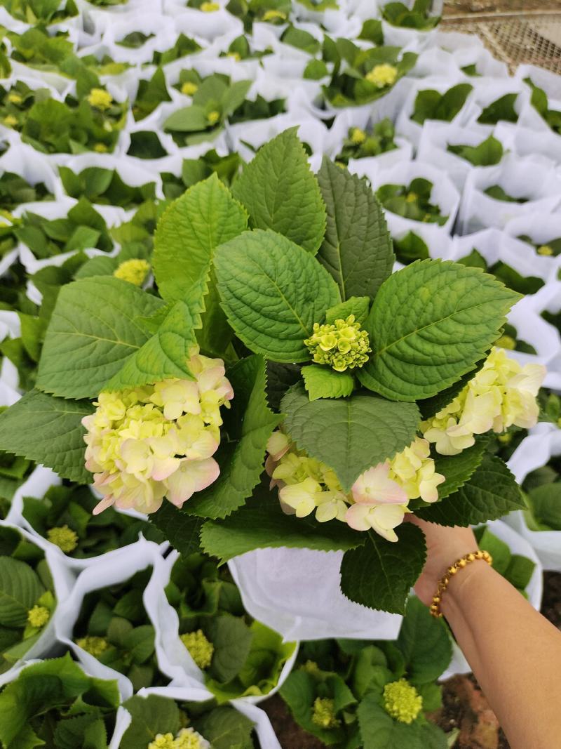 绣球花（无尽夏）红宝石蓝宝石各式各样绣球花广东产地供应绿