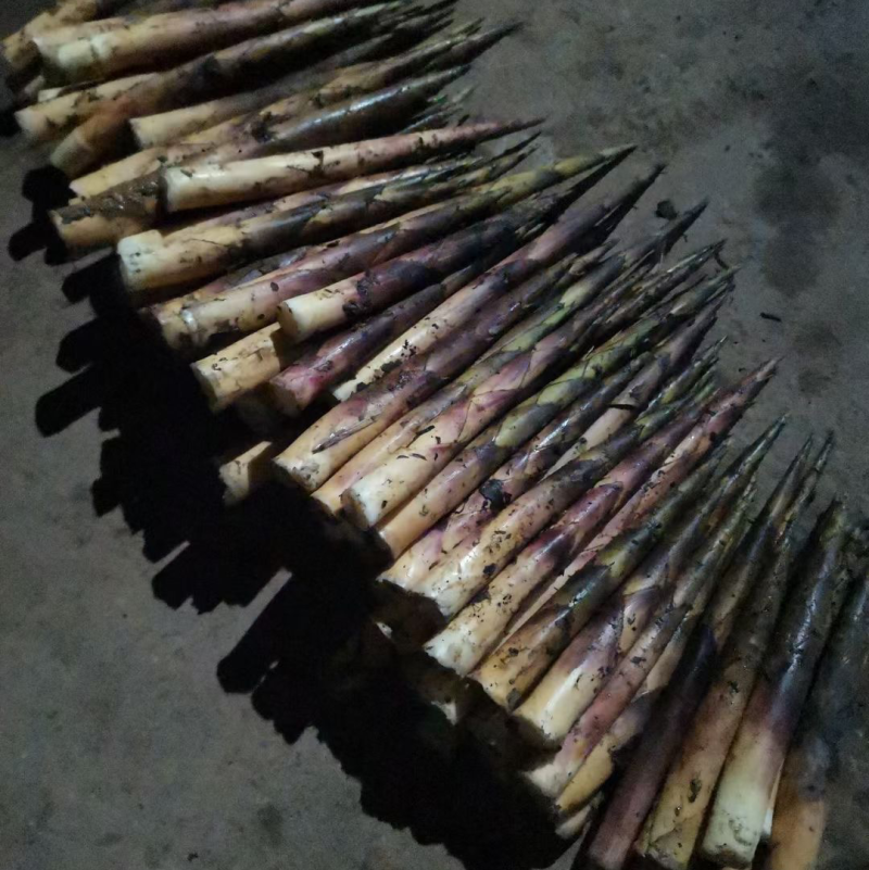 竹笋大量供应