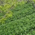 阿坝州三青笋大量上市了哦