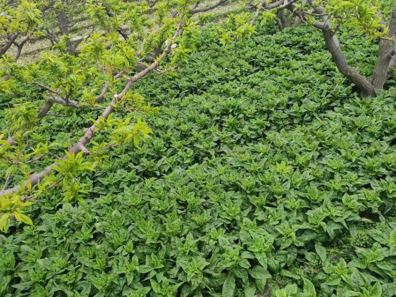 阿坝州三青笋大量上市了哦