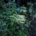阿坝州三青笋大量上市了哦