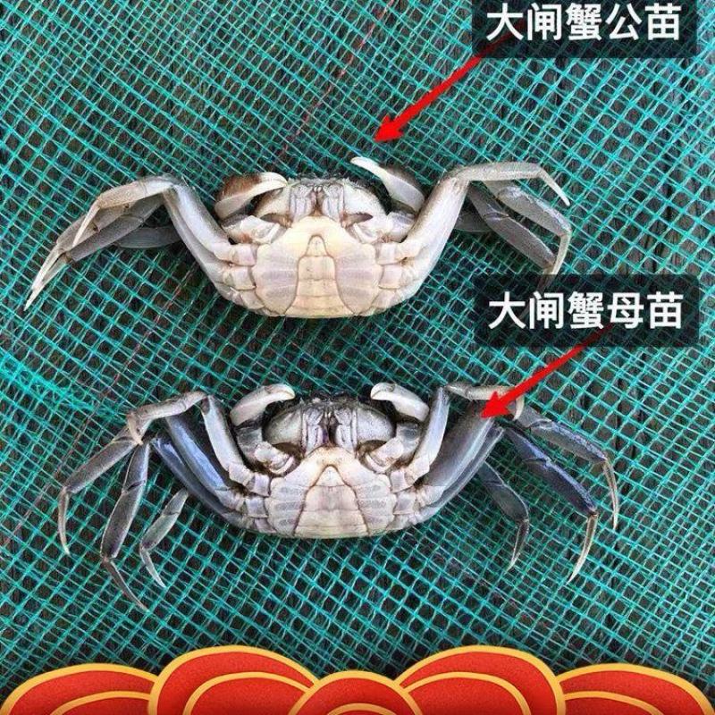 【推荐】宿迁特产螃蟹可礼盒包装诚信做生意欢迎采购！！