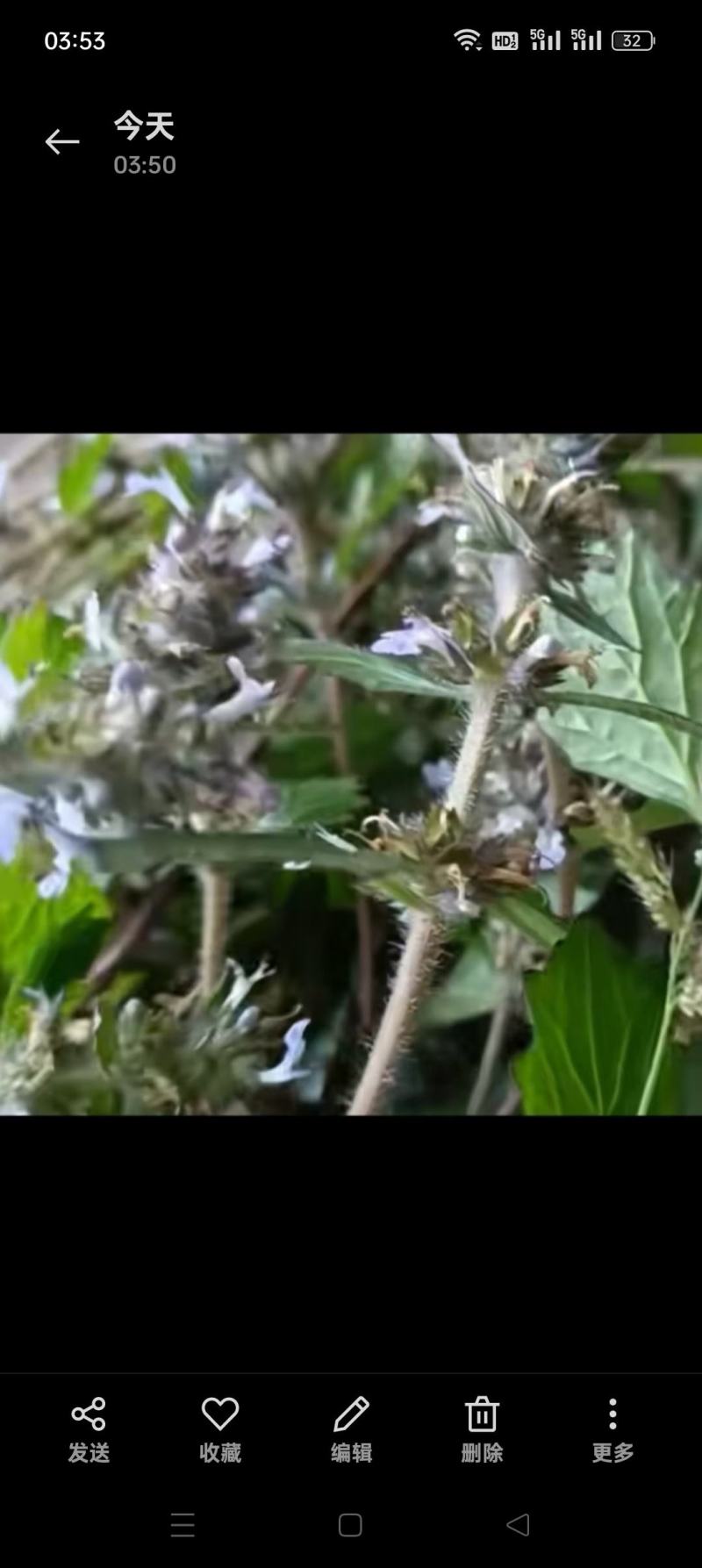 白毛夏枯草