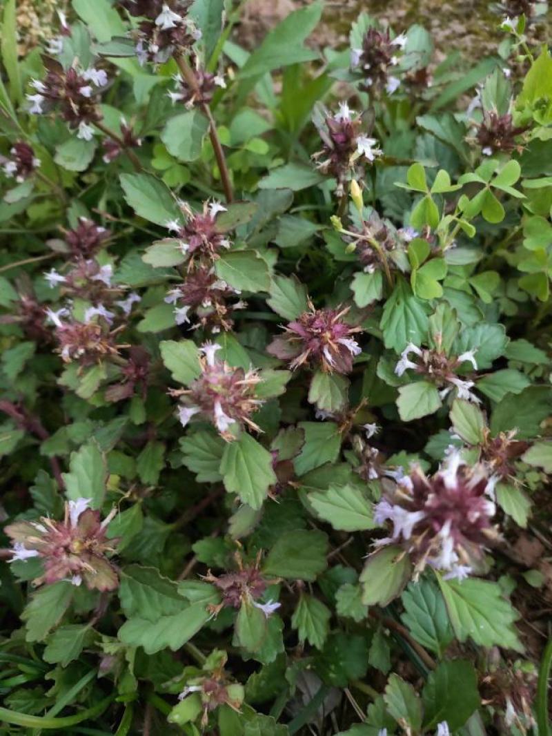 白毛夏枯草