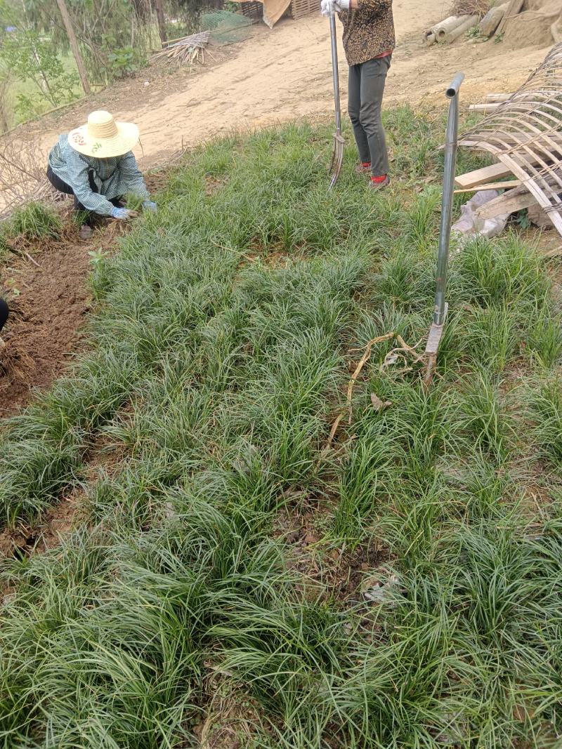 推荐川麦冬，产地直发，量大从优，欢迎老板咨询