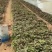脱毒25苗西瓜红苗龙九苗济薯26苗地瓜苗红薯苗