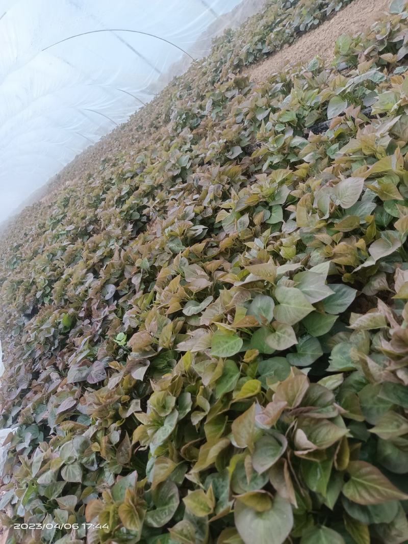 脱毒25苗西瓜红苗龙九苗济薯26苗地瓜苗红薯苗