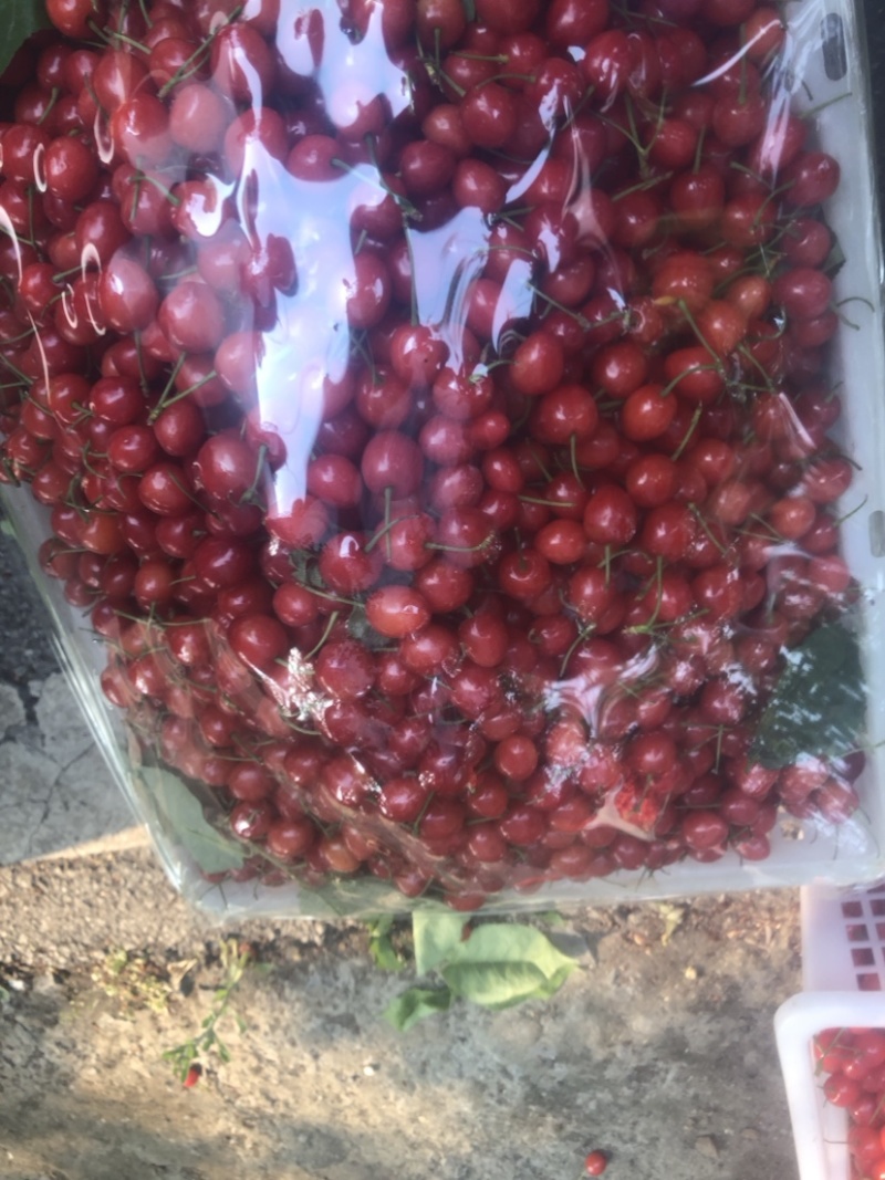 贵州樱桃
