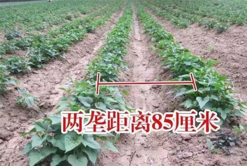 脱毒25苗西瓜红苗龙九苗济薯26苗地瓜苗红薯苗
