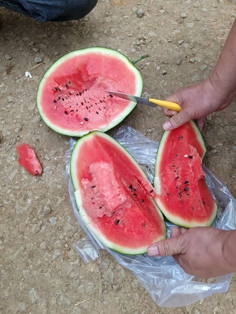 大量供应西瓜
