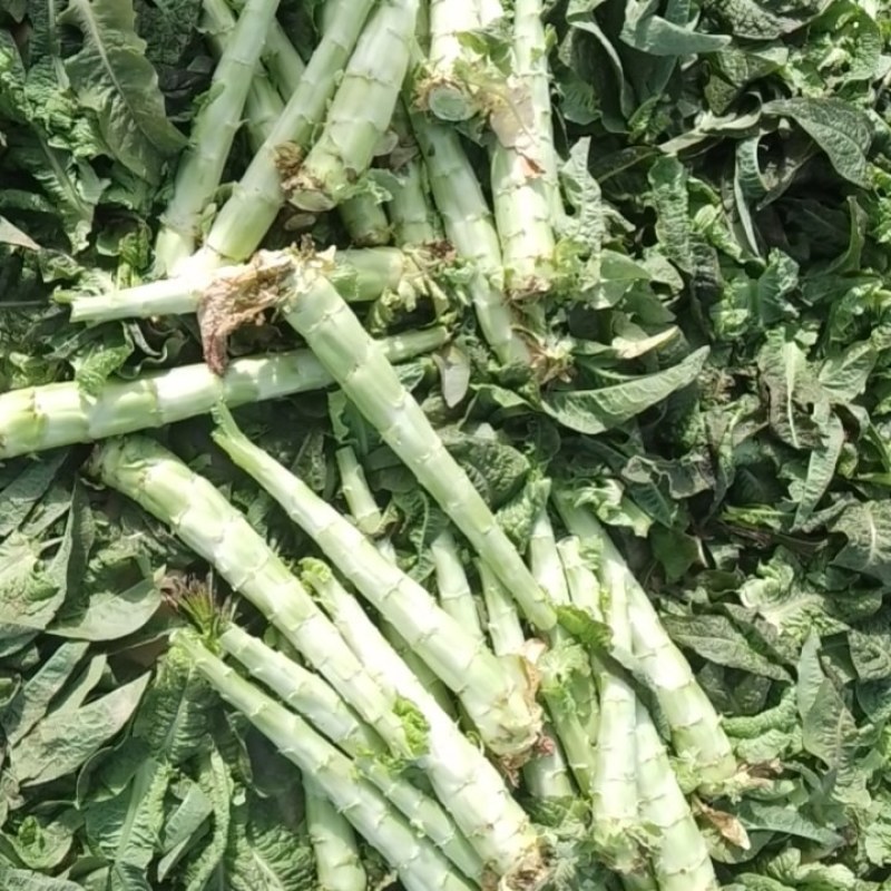 精品莴苣，杆子，通许产地一手货源大量供应需要的联系我