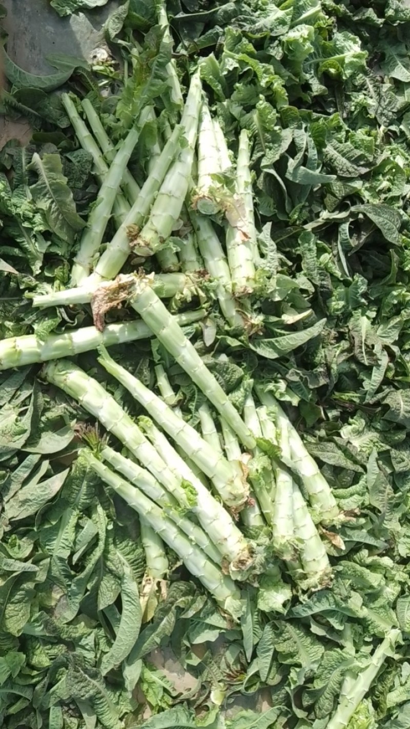 精品莴苣，杆子，通许产地一手货源大量供应需要的联系我