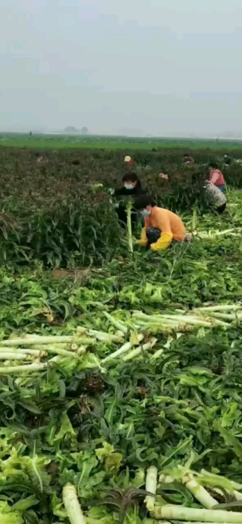 精品莴苣，杆子，通许产地一手货源大量供应需要的联系我