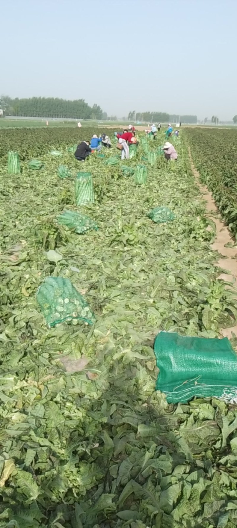 精品莴苣，杆子，通许产地一手货源大量供应需要的联系我