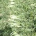 精品莴苣，杆子，通许产地一手货源大量供应需要的联系我
