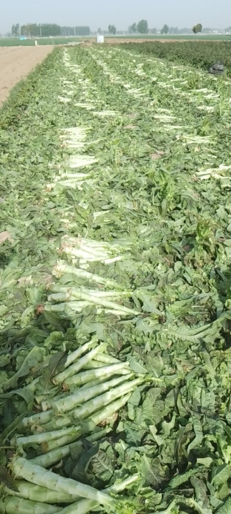 精品莴苣，杆子，通许产地一手货源大量供应需要的联系我