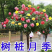 棒棒糖树桩月季树状月季老桩月季花苗