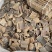 杜仲野生中药材厚皮特级杜仲皮泡茶巴戟牛大力肚仲肚种杜肿