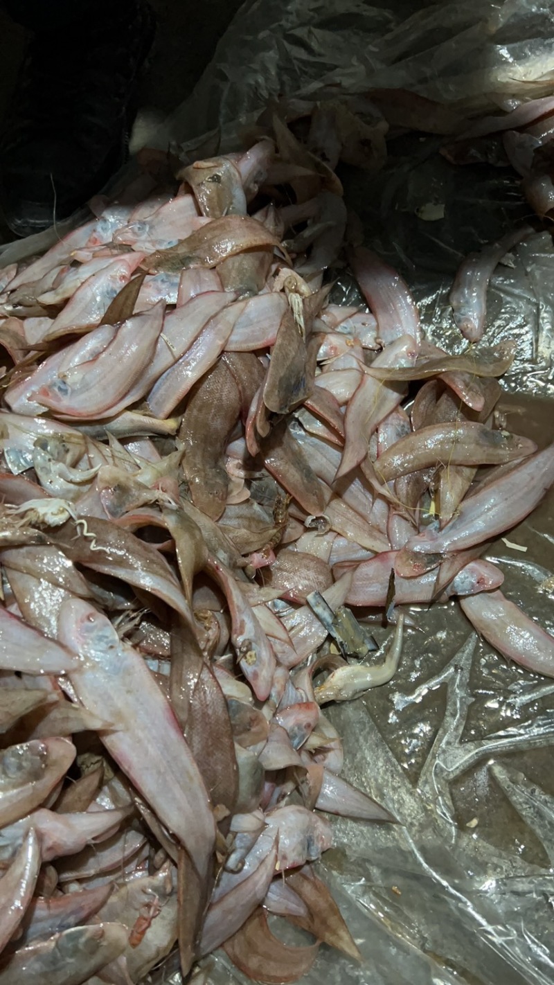 码头刚上的小龙利鱼10斤/30斤起