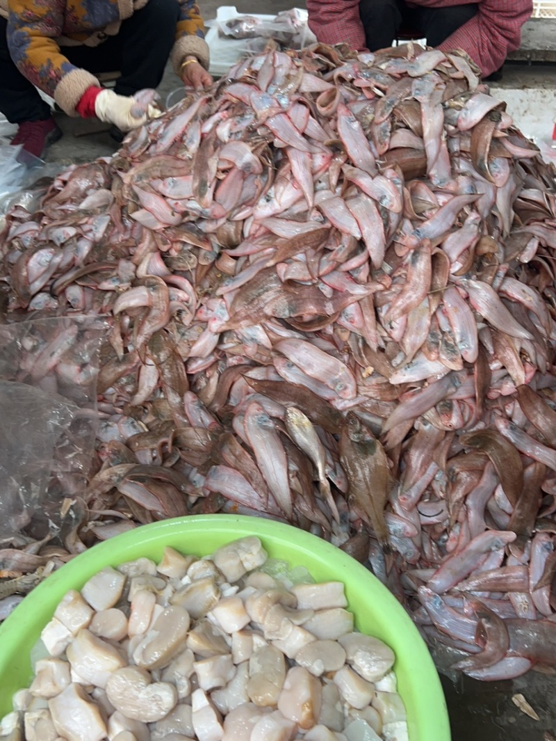 码头刚上的小龙利鱼10斤/30斤起